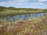 N, Nordland, Vagan, Hellhaugen 14, Saxifraga-Willem van Kruijsbergen