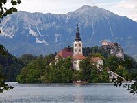 SLO, Gorenjska, Bled 2, Saxifraga-Hans Dekker