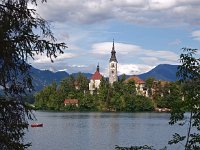 SLO, Gorenjska, Bled 3, Saxifraga-Hans Dekker