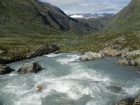 N, Innlandet, Lom, Sognefjell 25, Saxifraga-Jan van der Straaten