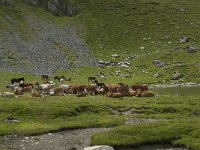 F, Ariege, Seix, Etang de Pra Matau 1, Saxifraga-Willem van Kruijsbergen