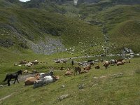 F, Ariege, Seix, Etang de Pra Matau 10, Saxifraga-Willem van Kruijsbergen