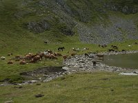 F, Ariege, Seix, Etang de Pra Matau 3, Saxifraga-Willem van Kruijsbergen