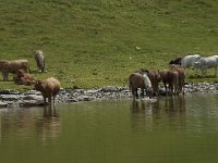 F, Ariege, Seix, Etang de Pra Matau 6, Saxifraga-Willem van Kruijsbergen