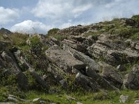 F, Ariege, Seix, Port d Aula 46, Saxifraga-Willem van Kruijsbergen