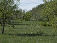 F, Aveyron, Lapanouse-de-Cernon 1, Saxifraga-Willem van Kruijsbergen