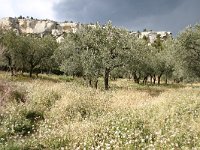 F, Bouches-du-Rhone, Saint Remy-de-Provence, Alpilles 1, Saxifraga-Dirk Hilbers