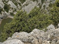 F, Bouches-du-Rhone, Saint Remy-de-Provence, Glanum 21, Saxifraga-Marijke Verhagen