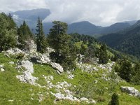 F, Isere, Gresse-en-Vercors, Col de l Aupet 28, Saxifraga-Willem van Kruijsbergen