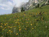 F, Isere, Gresse-en-Vercors, Col de l Aupet 9, Saxifraga-Willem van Kruijsbergen