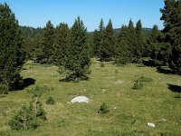 F, Isere, Gresse-en-Vercors, Les Hauts Plateaux 2, Saxifraga-Marijke Verhagen