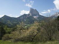 F, Isere, Gresse-en-Vercors, Mont Aiguille 32, Saxifraga-Jan van der Straaten