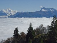 F, Isere, Gresse-en-Vercors, Obiou 4, Saxifraga-Jan van der Straaten