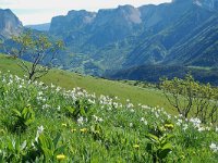 F, Isere, Gresse-en-Vercors, Pas du Serpaton 27, Saxifraga-Willem van Kruijsbergen