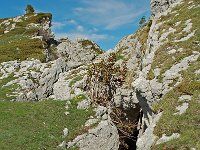 F, Isere, Gresse-en-Vercors, Roc de Cogniere 2, Saxifraga-Willem van Kruijsbergen