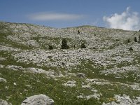 F, Isere, Gresse-en-Vercors, Sommet de Montaveilla 1, Saxifraga-Willem van Kruijsbergen