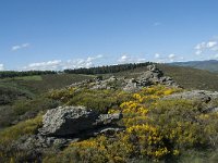 F, Lozere, Barre-des-Cevennes 2, Saxifraga-Willem van Kruijsbergen