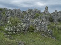 F, Lozere, Fraissinet-de-Fourques, Nimes-le-Vieux 39, Saxifraga-Willem van Kruijsbergen