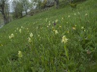 F, Lozere, Fraissinet-de-Lozere 4, Saxifraga-Willem van Kruijsbergen