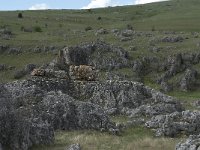 F, Lozere, Gatuzieres, Aures 3, Saxifraga-Willem van Kruijsbergen