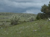 F, Lozere, Hures-la-Parade, Hures 2, Saxifraga-Willem van Kruijsbergen