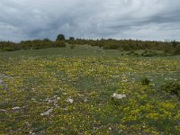 F, Lozere, Hures-la-Parade, le Villaret 1, Saxifraga-Willem van Kruijsbergen