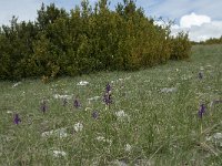 F, Lozere, Hures-la-Parade, le Villaret 10, Saxifraga-Willem van Kruijsbergen