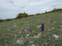 F, Lozere, Hures-la-Parade, le Villaret 8, Saxifraga-Willem van Kruijsbergen