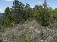 F, Lozere, Le Pompidou 20, Saxifraga-Willem van Kruijsbergen