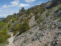 F, Lozere, Le Pompidou, l' Hospitalet 18, Saxifraga-Willem van Kruijsbergen