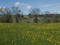 F, Lozere, Le Pompidou, l' Hospitalet 6, Saxifraga-Willem van Kruijsbergen