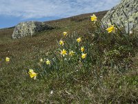 F, Lozere, Le Pont-de-Montvert, Col de Finiels 10, Saxifraga-Willem van Kruijsbergen