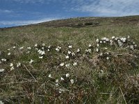 F, Lozere, Le Pont-de-Montvert, Col de Finiels 12, Saxifraga-Willem van Kruijsbergen