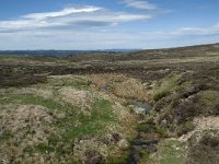 F, Lozere, Le Pont-de-Montvert, Col de Finiels 18, Saxifraga-Willem van Kruijsbergen