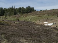 F, Lozere, Le Pont-de-Montvert, Col de Finiels 2, Saxifraga-Willem van Kruijsbergen