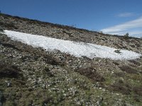 F, Lozere, Le Pont-de-Montvert, Col de Finiels 21, Saxifraga-Willem van Kruijsbergen