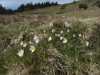 F, Lozere, Le Pont-de-Montvert, Col de Finiels 3, Saxifraga-Willem van Kruijsbergen