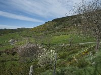 F, Lozere, Le Pont-de-Montvert, Finiels 11, Saxifraga-Willem van Kruijsbergen