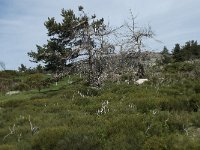 F, Lozere, Le Pont-de-Montvert, Finiels 22, Saxifraga-Willem van Kruijsbergen