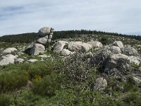 F, Lozere, Le Pont-de-Montvert, Finiels 23, Saxifraga-Willem van Kruijsbergen