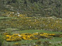 F, Lozere, Le Pont-de-Montvert, Finiels 28, Saxifraga-Willem van Kruijsbergen