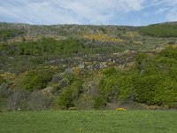 F, Lozere, Le Pont-de-Montvert, Finiels 37, Saxifraga-Willem van Kruijsbergen