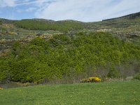 F, Lozere, Le Pont-de-Montvert, Finiels 38, Saxifraga-Willem van Kruijsbergen