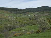 F, Lozere, Le Pont-de-Montvert, Finiels 39, Saxifraga-Willem van Kruijsbergen