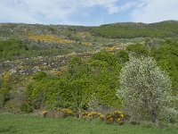 F, Lozere, Le Pont-de-Montvert, Finiels 42, Saxifraga-Willem van Kruijsbergen