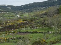 F, Lozere, Le Pont-de-Montvert, Finiels 6, Saxifraga-Willem van Kruijsbergen