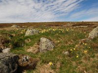 F, Lozere, Le Pont-de-Montvert, Sommet de Finiels 14, Saxifraga-Annemiek Bouwman