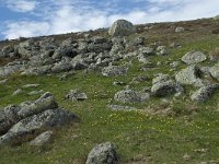 F, Lozere, Le Pont-de-Montvert, Sommet de Finiels 17, Saxifraga-Willem van Kruijsbergen