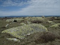 F, Lozere, Le Pont-de-Montvert, Sommet de Finiels 60, Saxifraga-Willem van Kruijsbergen