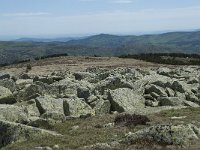 F, Lozere, Le Pont-de-Montvert, Sommet de Finiels 81, Saxifraga-Willem van Kruijsbergen